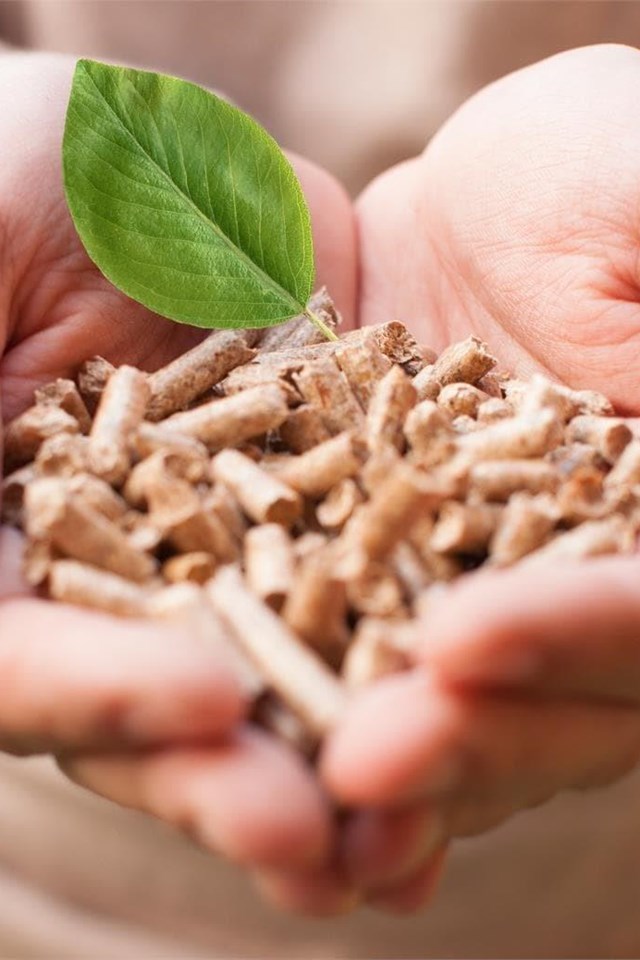 ¿Qué combustible de biomasa elegir?